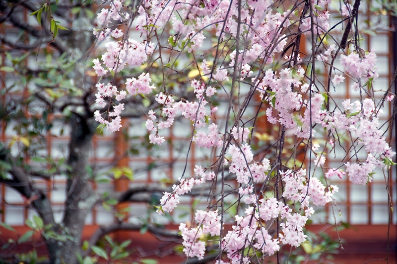 1031_洛西 印空寺_京都