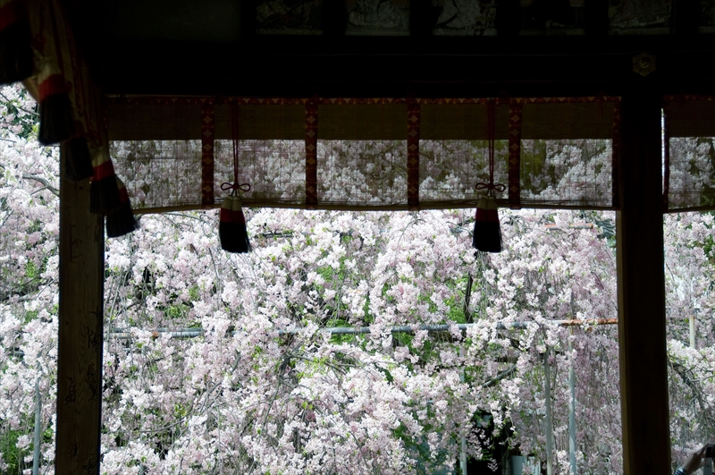 1043_洛中 平野神社_京都