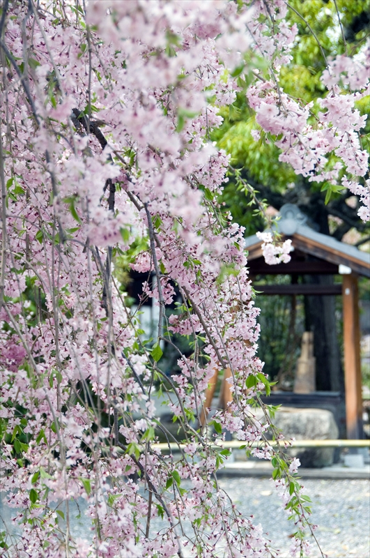 1079_洛中 上品蓮台寺_京都