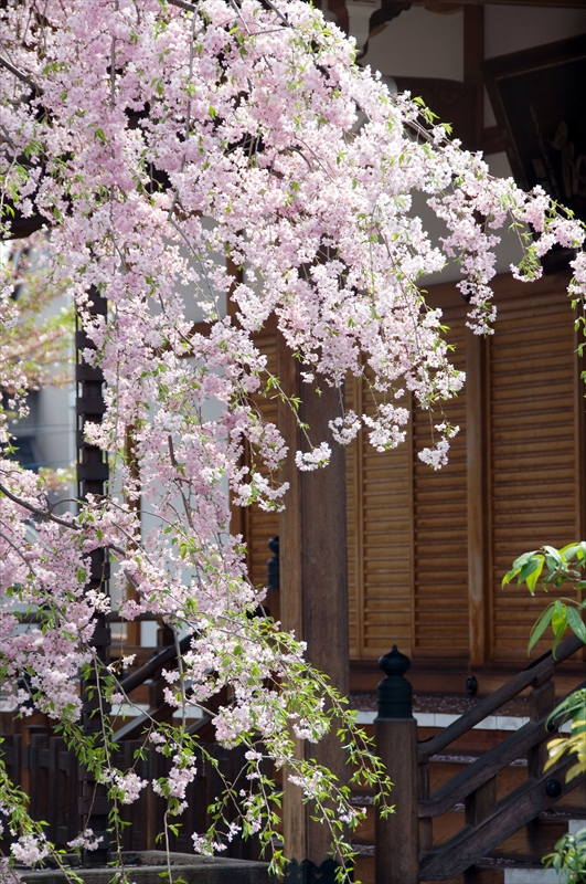 1080_洛中 上品蓮台寺_京都