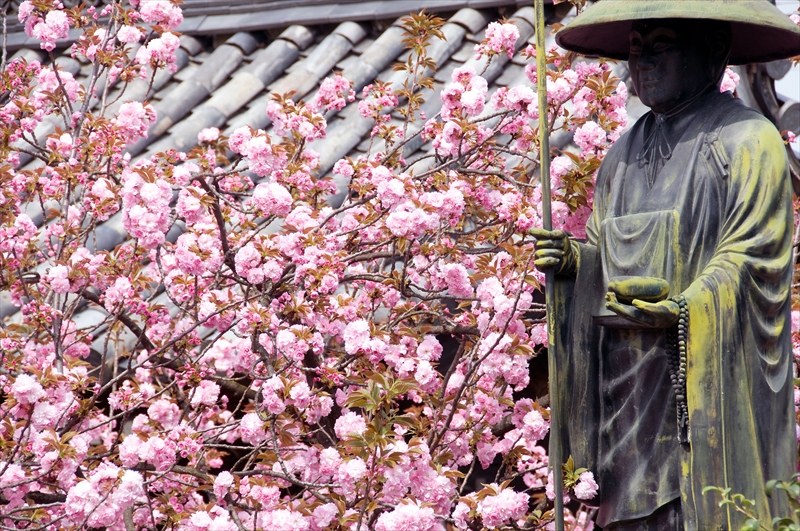 1081_洛中 上品蓮台寺_京都