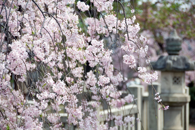 1082_洛中 上品蓮台寺_京都