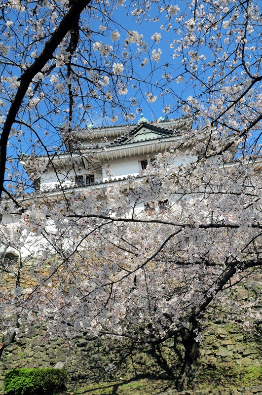 1022_和歌山城_和歌山