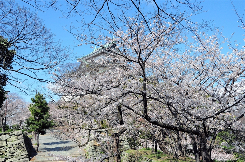 1025_和歌山城_和歌山