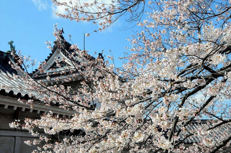 1029_和歌山城_和歌山