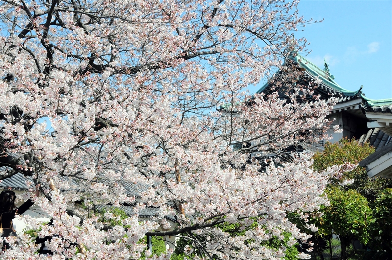 1033_和歌山城_和歌山