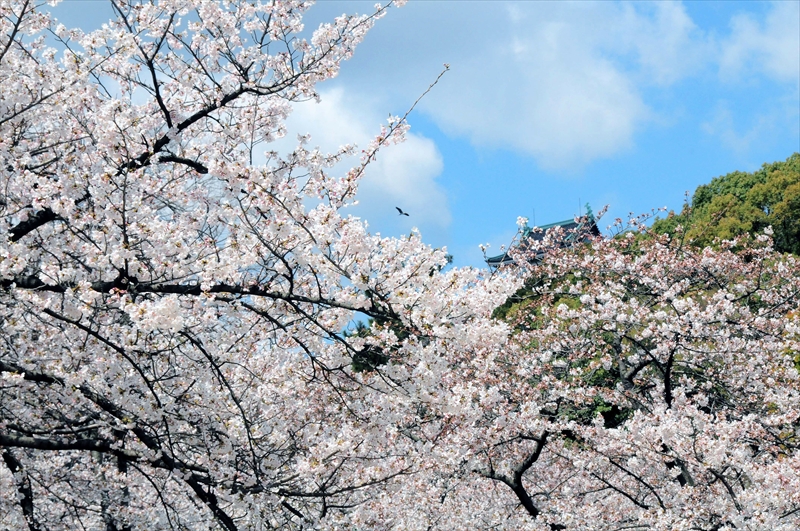 1034_和歌山城_和歌山