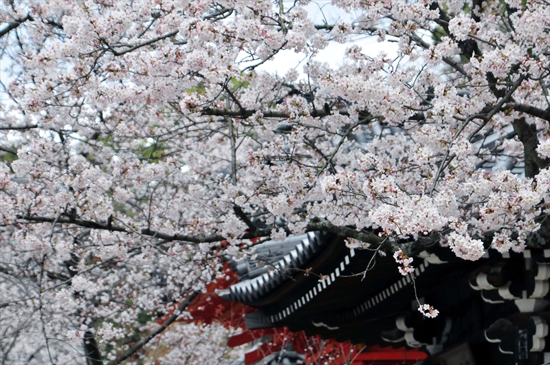 1015_紀三井寺_和歌山