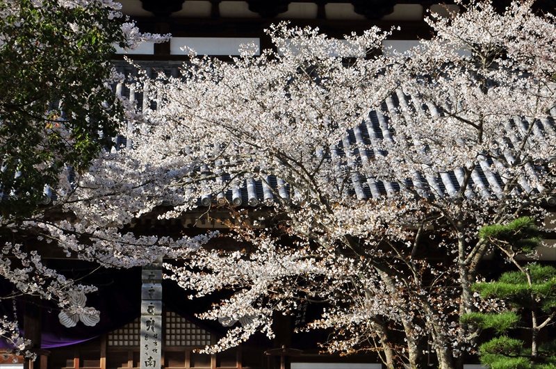 1040_根来寺_和歌山