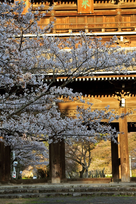 1045_根来寺_和歌山