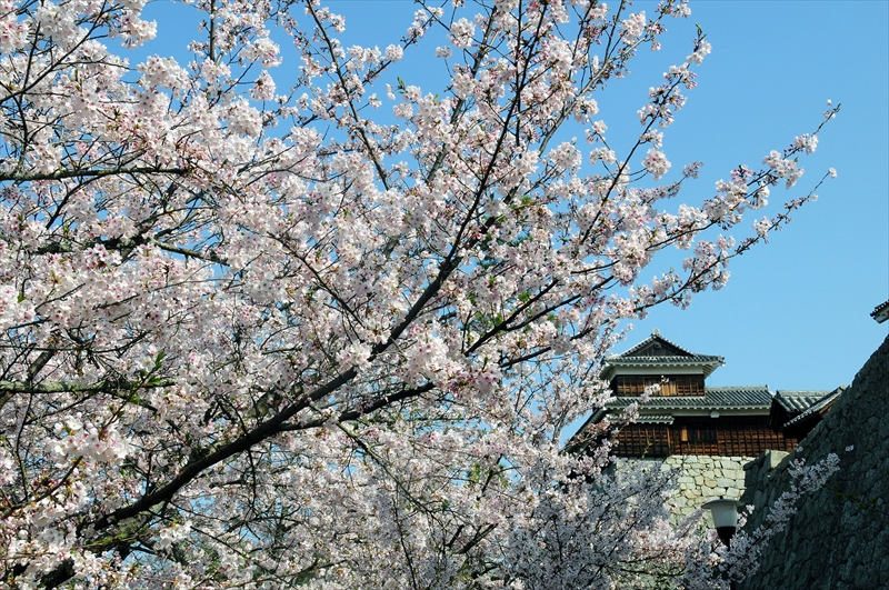 1001_松山城_愛媛