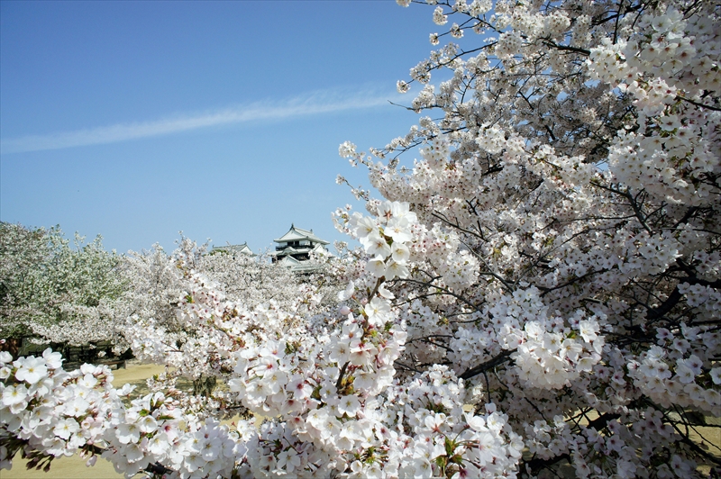 1030_松山城_愛媛