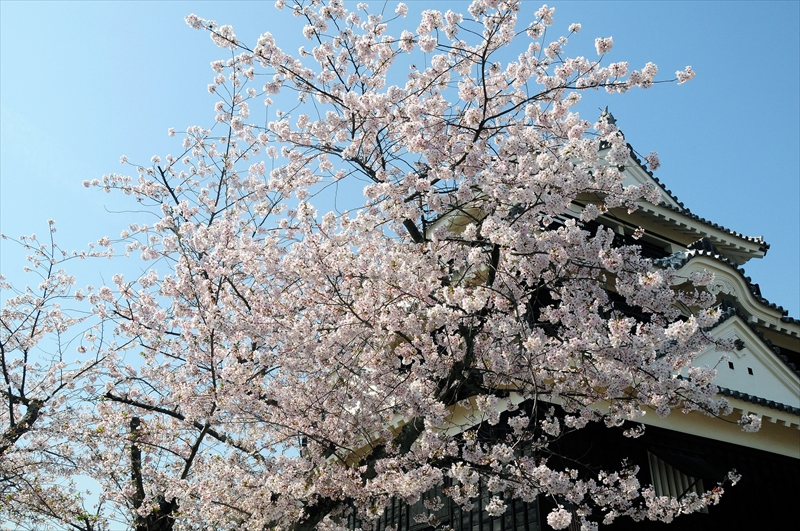 1039_松山城_愛媛