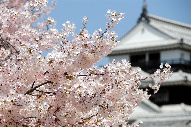 1048_松山城_愛媛