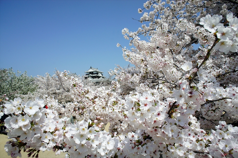 1050_松山城_愛媛