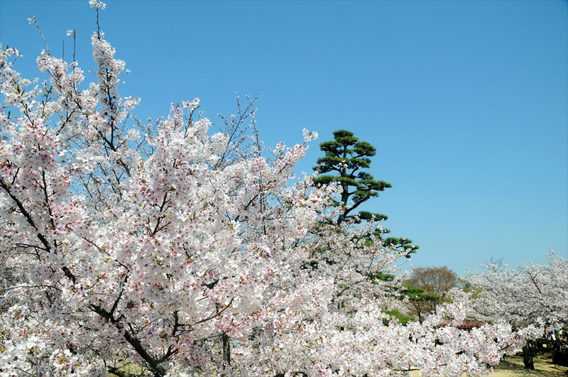 1055_松山城_愛媛