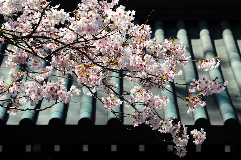 1069_三嶋大社_静岡