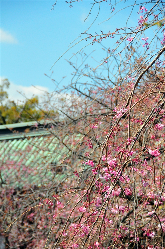 1073_三嶋大社_静岡