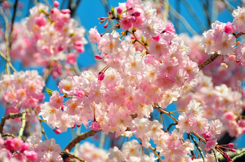 1076_三嶋大社_静岡