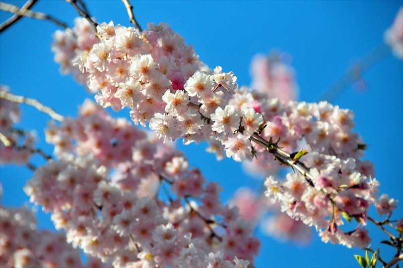 1080_三嶋大社_静岡