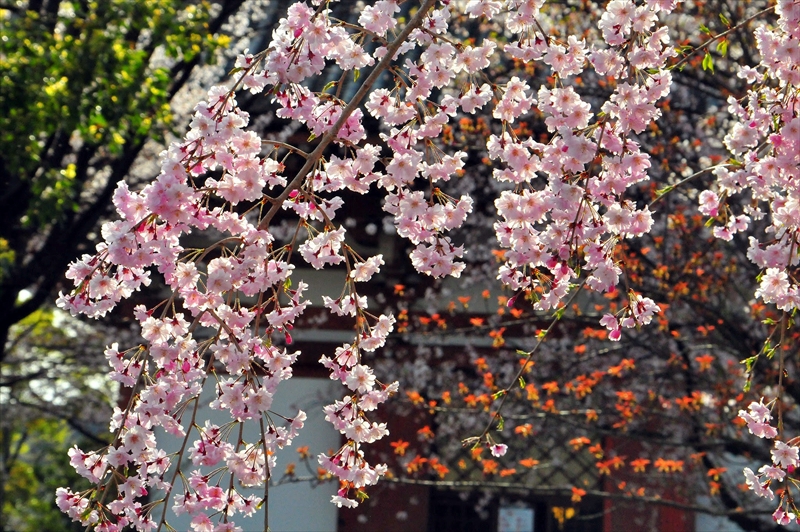 1149_洛中 東寺_京都