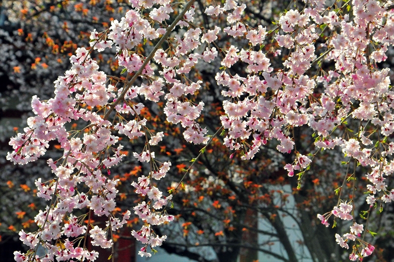 1150_洛中 東寺_京都
