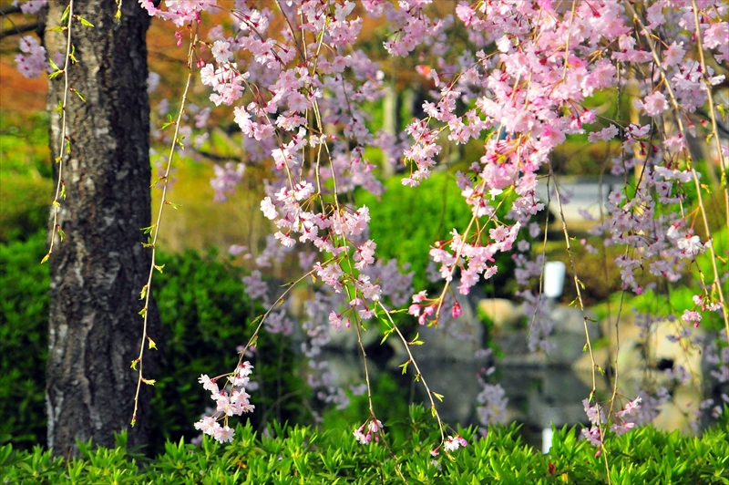 1151_洛中 東寺_京都