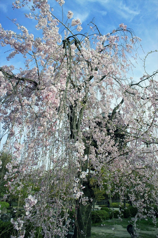 1159_洛中 東寺_京都