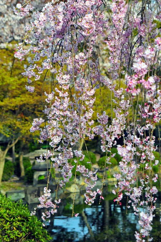 1163_洛中 東寺_京都