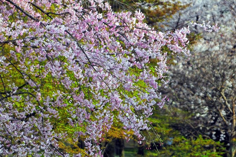 1166_洛中 東寺_京都