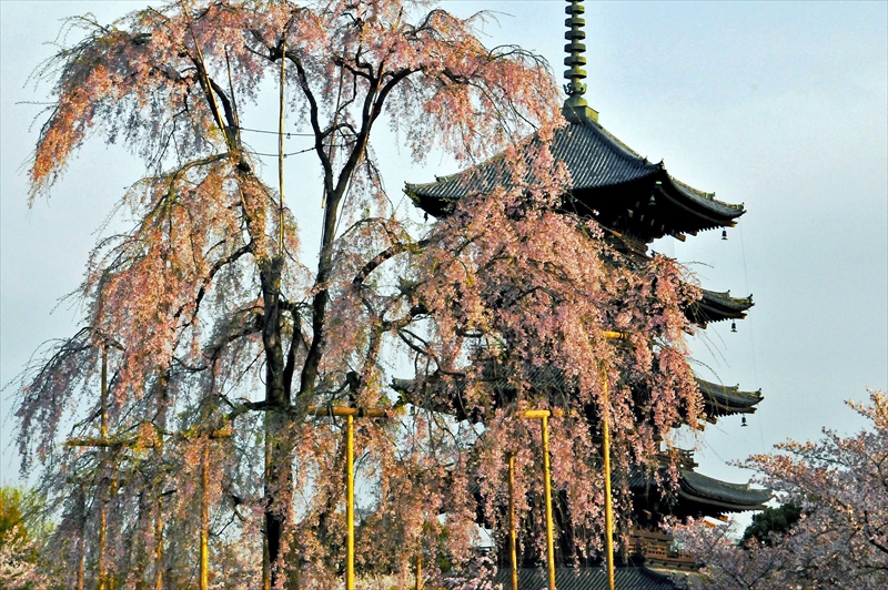 1167_洛中 東寺_京都