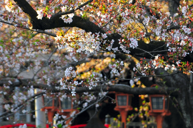 1128_洛中 六孫王神社_京都