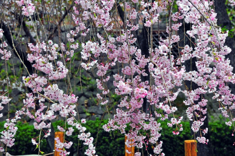 1063_洛東 祇園白川_京都