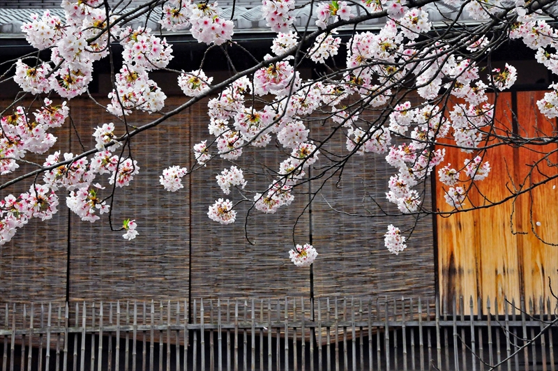 1066_洛東 祇園白川_京都
