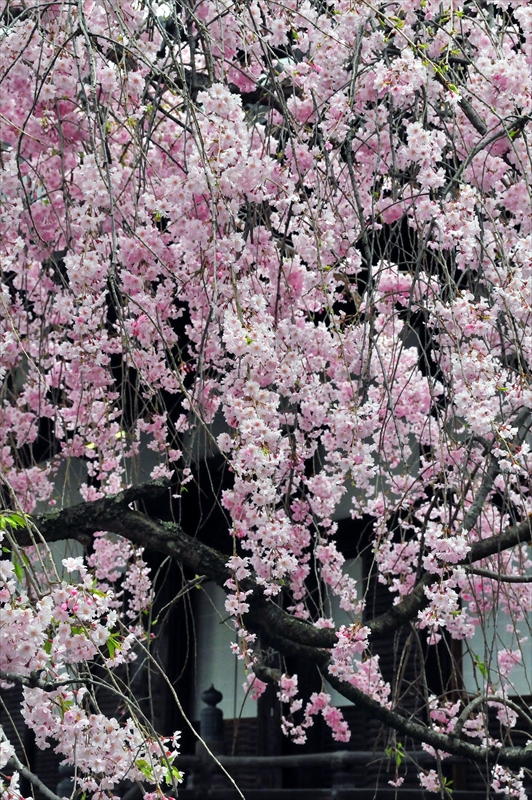 1027_洛東 南禅寺_京都