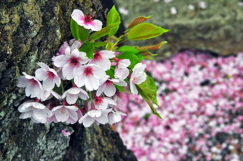1030_洛東 南禅寺_京都