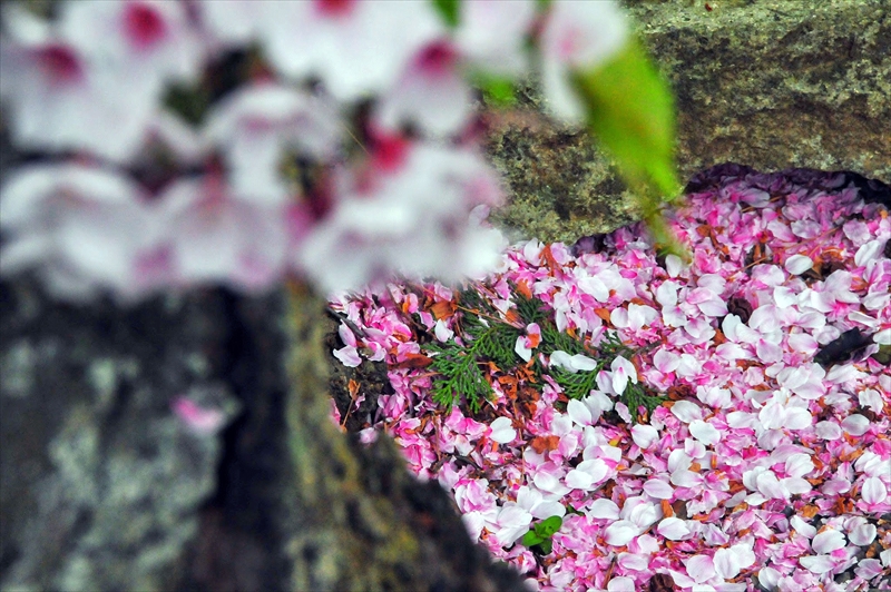 1031_洛東 南禅寺_京都