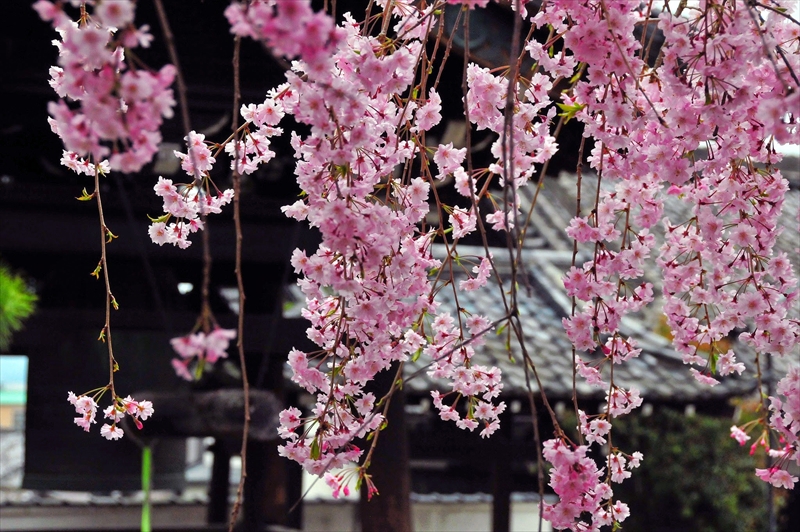 1034_洛東 南禅寺_京都
