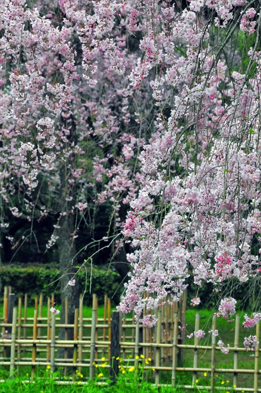 1011_洛中 京都御苑_京都