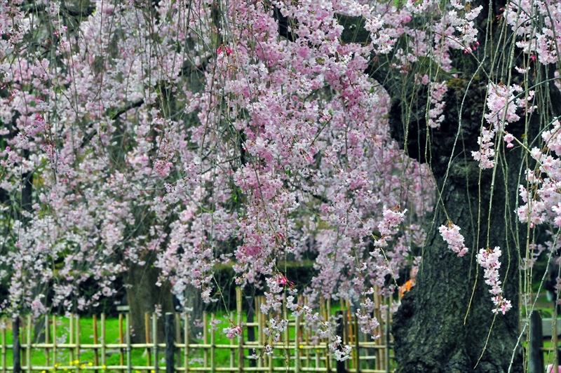 1012_洛中 京都御苑_京都