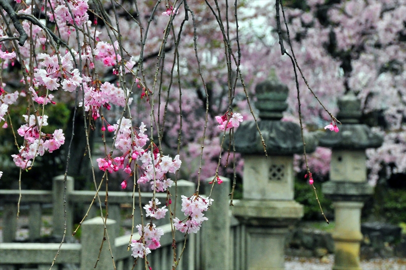 1091_洛中 上品蓮台寺_京都