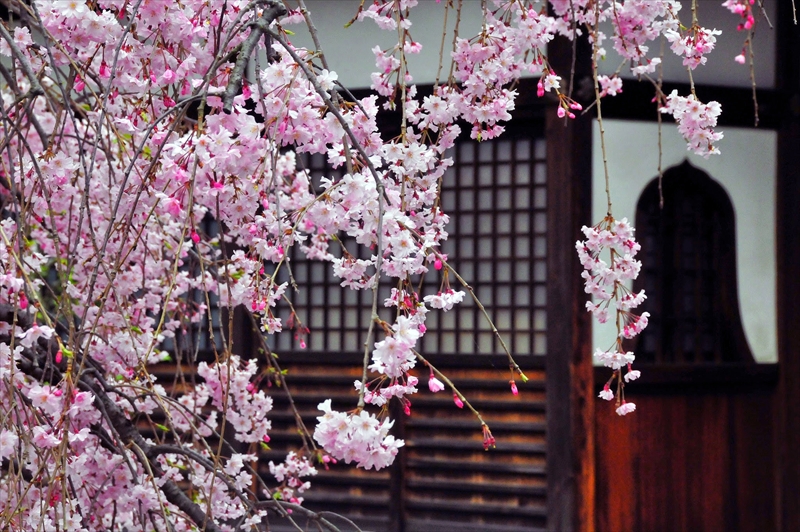 1093_洛中 上品蓮台寺_京都