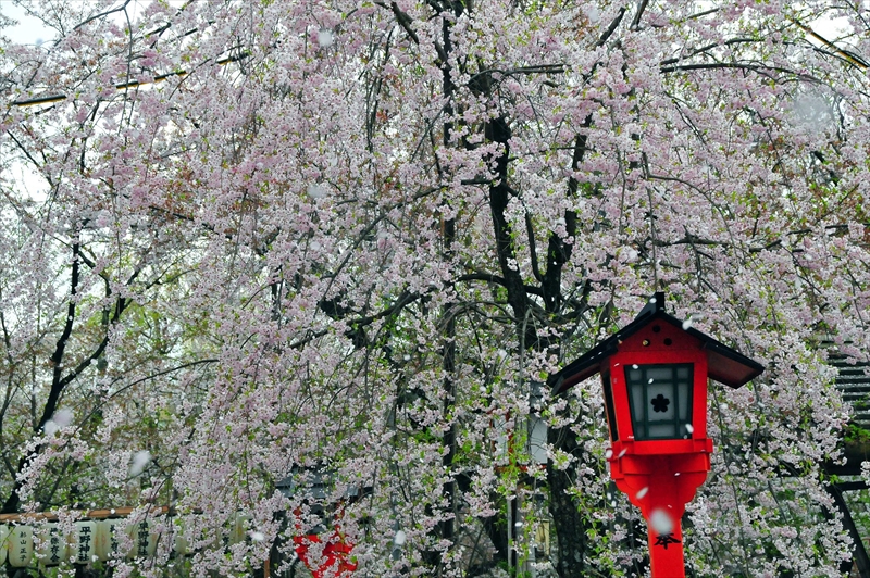 1045_洛中 平野神社_京都