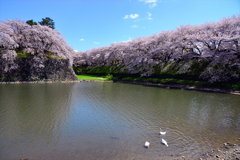 1003_名古屋城_愛知