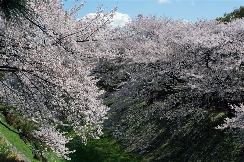 1006_名古屋城_愛知