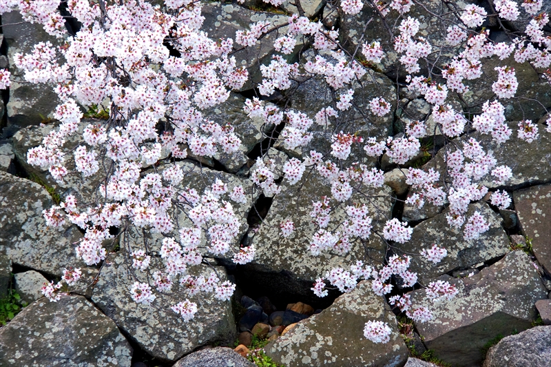 1018_名古屋城_愛知