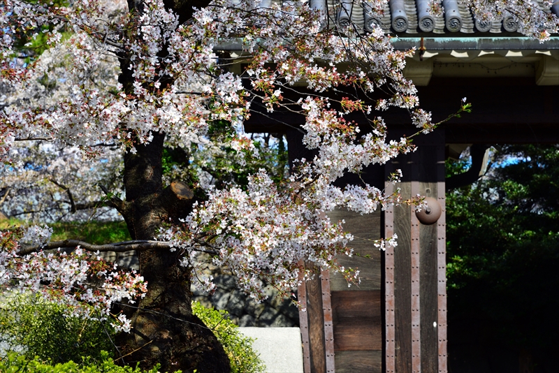 1024_名古屋城_愛知