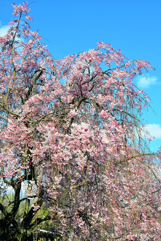 1028_名古屋城_愛知