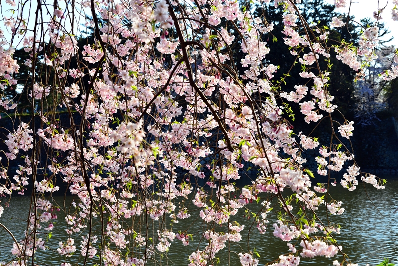 1031_名古屋城_愛知