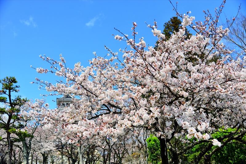 1004_6_豊公園長浜城_滋賀